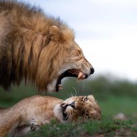finder51 (@finderauthor) 's Twitter Profile