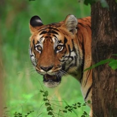 Manansh21560910's profile picture. 