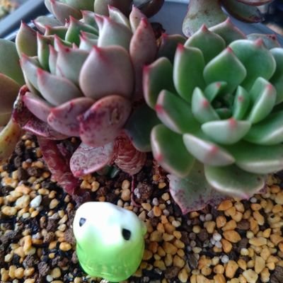 はじめまして かえるです。
無言フォロー 失礼があったらすみません。
基本的にはつぶやかず 好きな方々をフォローリツイートする...そんな漫画 アニメ 歌い手 爬虫類 手作り その他多種多様な沼に足をつっこんでいる者ですが怪しくはない...と思います|д゚)チラッ