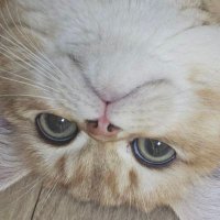 카미 (@kkami_with) 's Twitter Profile