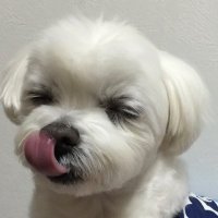 アンジェリーナʕ•ᴥ•ʔ (@39anjerinarock) Twitter profile photo