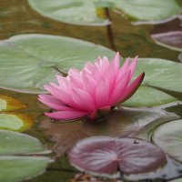 折戸咲月 (@satsuki_o_05) 's Twitter Profile Photo