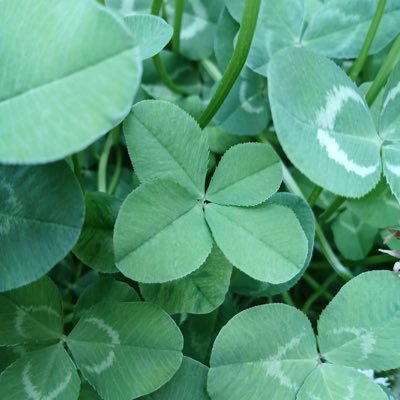 Ryan_Kwon's profile picture. Tesla M3LR, Tesla Stock Holder, Male, Married, Two sons, Investment, Biology, Marketing, Sales, Wholesales management,