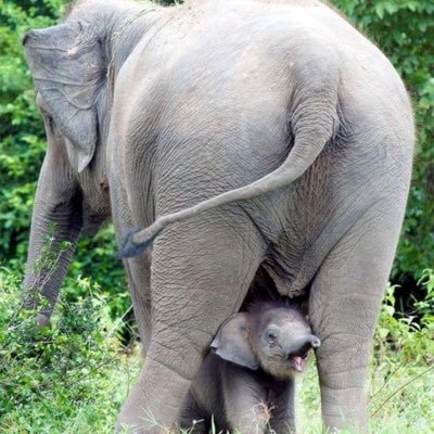 musana_jude's profile picture. Naturalist