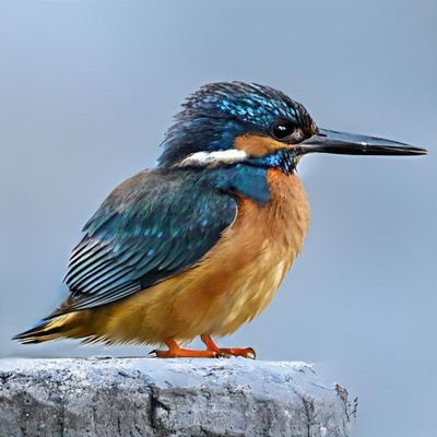 野鳥撮影1年生
撮影対象は主に野鳥🐦護衛艦🚢
主な遠征地は呉、舞鶴、横須賀
撮影機材📷
z6Ⅲ(入院中)🐦z180-600+TCx1.4🚢z24−120、タムロンz70−300
無言フォロー失礼します🙇
フォロー大歓迎です✨
DMは苦手ですごめんなさい❌