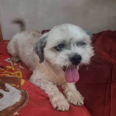doggiechalet's profile picture. 