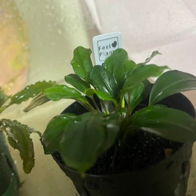 Melpui's profile picture. 社会人 20⤴︎︎ 爬虫類両生類水草 水草勉強中 フォロー失礼します！  独り言多め