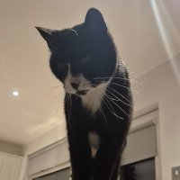 Joshua (@superjosh8000) 's Twitter Profile