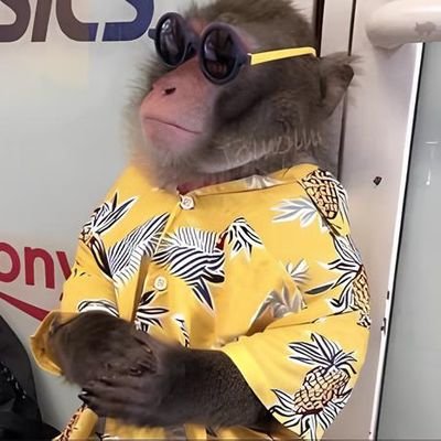 No coração da floresta, onde a luz do sol se filtra em suaves raios dourados, o macaco vive sua vida com graça, saltando de galho em galho