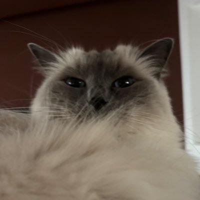 thatcramber's profile picture. 20 yo,💜 Członkini Razem, 🇵🇸🇺🇦🏳️‍🌈🇪🇺🇵🇱