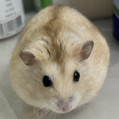 chz388563375384's profile picture. 