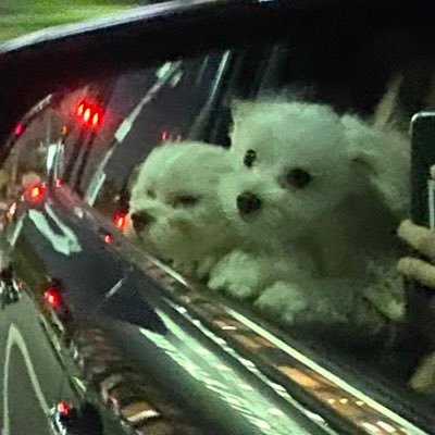 ruponipo_tese's profile picture. 『ルーニー(3)』『ポポ(2)』※時系列は前後します。