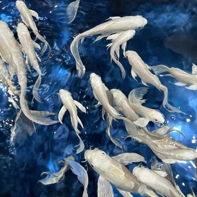 nikarrune's profile picture. 