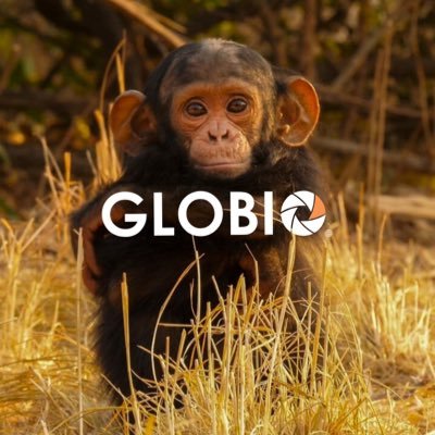 Celebrating #apes and the extraordinary people fighting to protect them. WATCH: https://t.co/iHKVHVrFcz Sister project: @talking_apes