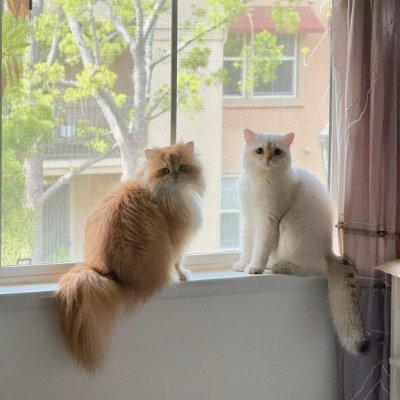 Her name is Coffee🐱. I have another cat, and I often post about her as well. I enjoy running, listening to music, exploring nature, and watching the weather.