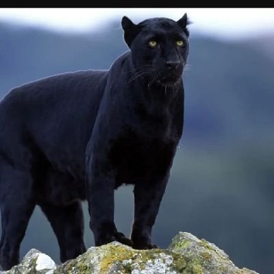 MarumoWplays's profile picture. 