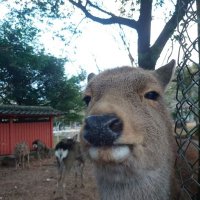 Pryanik (@pryanikghost) 's Twitter Profile Photo