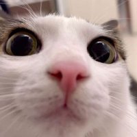 sab (@sabiellaa4) 's Twitter Profile