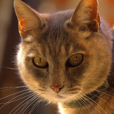 Majac3531's profile picture. 