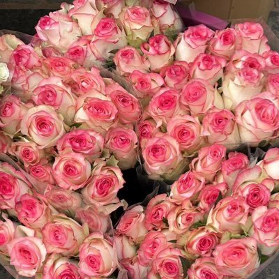 loly_aldeeb's profile picture. 