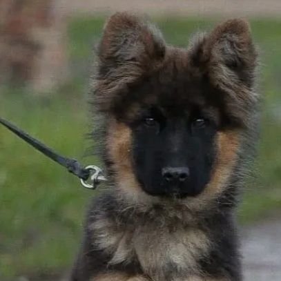 BGambilia24177's profile picture. 