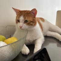 🐾 Felinophilic Soul (@01flapjack) 's Twitter Profile Photo 🐾 Felinophilic Soul (@01flapjack) 's Twitter Profile Photo