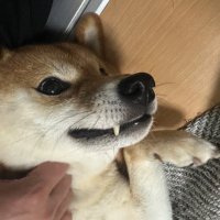 まめーず (@beans_azd) 's Twitter Profile