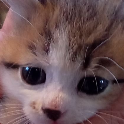 BulIさんのプロフィール画像