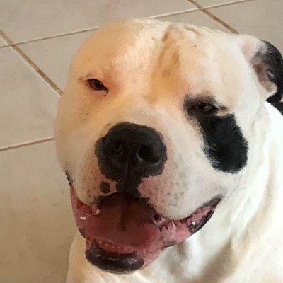 RayDouglas90985's profile picture. Christian married love my dogs. Just a troll in the peanut gallery