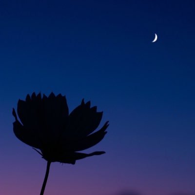 00_nire's profile picture. 花や空、猫を撮ります❁⃘*.ﾟ 刺さる人に刺さったら嬉しいです。 引きで撮るより寄りで撮る方が好きです📷無言フォロー失礼します。  #花と空と猫便り
