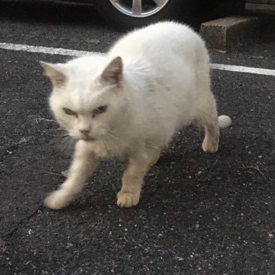 出稼ぎ🚗、ヤニカス、酒は飲めない、躁鬱(双極性障害)、入院×1、手帳3級、低スペのアラフォー、お笑いと猫と料理とお菓子作りが好き、FP3級勉強中、ツイ廃芸人、時々死にたいって言いますごめんね、弱音と愚痴ばかりの人生