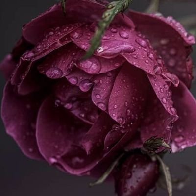 MaxPhone1097249's profile picture. 