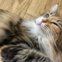 おいどん (@mollcobb) 's Twitter Profile