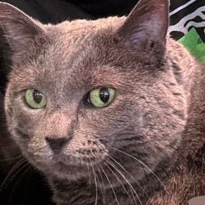 CarltheCat313's profile picture. 