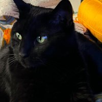 VIctoria Aldrich (@apinkflame) 's Twitter Profile