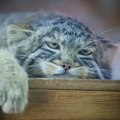 privatehawkyt's profile picture. Private account… exclusive art… leak and you’ll die!!