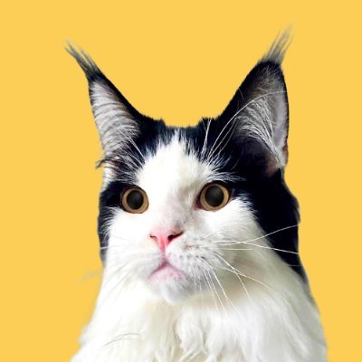 Meet Shmoopy 💛 A three-legged cancer survivor. As a kitten, Fibrosarcoma took a leg & chemo left cognitive delays. 🐾 Now he spreads hope where he hops.