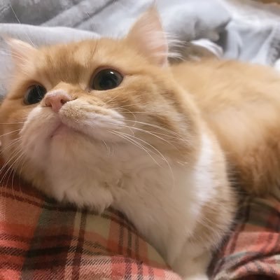 鼻水ずびこちゃんとしょんぼりルビーちゃんの姉妹を愛するアカウント(´・ω・`)実は猫ブリーダーなので、稀に子猫写真もあります。
