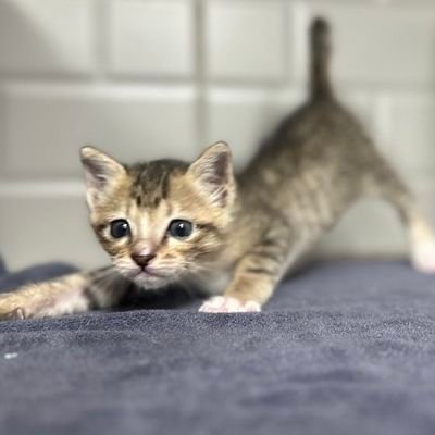 REST - Cityrabbit 🥞 Profile