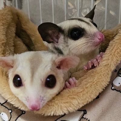 るかぽてさんのプロフィール画像