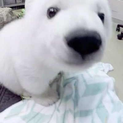 Kbear_mp's profile picture. for #เช่เบล ♡