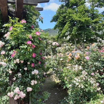 rUKCbMp4OR81956's profile picture. 信教の自由/世界平和/夫婦円満💞/
アイスクリーム🍨三度のご飯より大好き！今はあまり食べれてない…