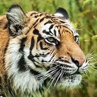 Soy Tigre π
(@forrest9316) 's Twitter Profile