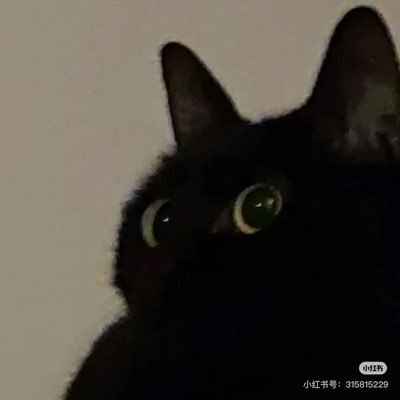 wqwq730's profile picture. 流浪胖狗 ｜止于推 ｜qqny ｜ ○w●