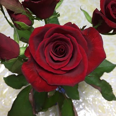 c88927's profile picture. 大学時代は、美術を専攻。韓流が好き。ラスベガスが好き。家庭連合好き。バラが好き。空が好き。未来を担う若者を応援します！DMは、NGです。