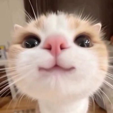 nyannyan86nyan's profile picture. (06) ♀sub @miichanuou46