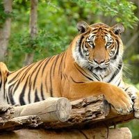 ببر بنگال (@babrbangal13) 's Twitter Profile Photo