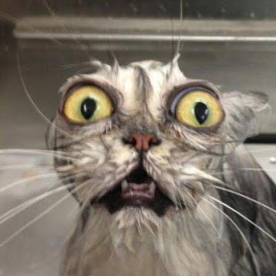 bobkane828486's profile picture. 