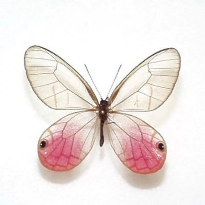 MelameIaMegane's profile picture. 멜랑콜릭