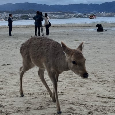 P5OFxxcWXR3786's profile picture. 適当に呟くつもりー。